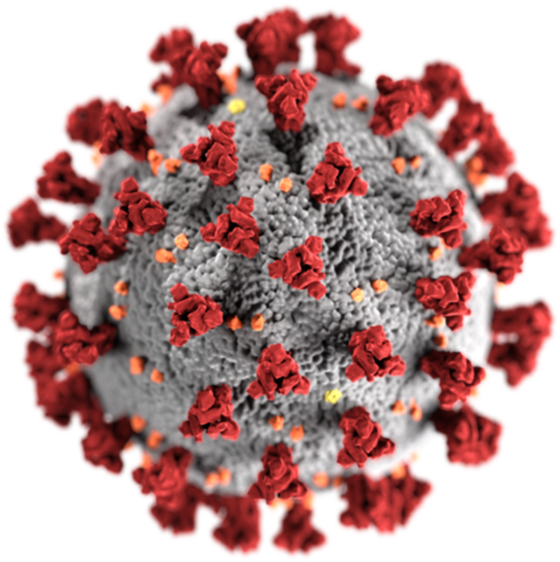 COVID-19 // Coronavirus